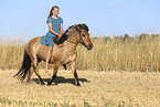 Icelandic horse