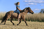 Icelandic horse