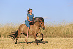 Icelandic horse