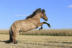 Icelandic horse