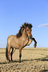 Icelandic horse