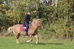 Icelandic horse