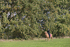 Icelandic horse