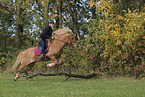 Icelandic horse