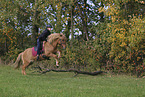 Icelandic horse