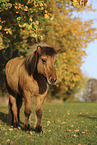 Icelandic horse