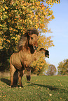 Icelandic horse