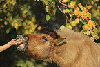 Icelandic horse