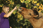 Icelandic horse