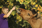 Icelandic horse