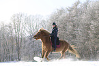 Icelandic horse