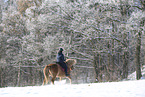 Icelandic horse