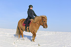 Icelandic horse