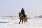 Icelandic horse