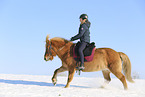 Icelandic horse