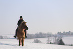 Icelandic horse