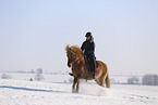 Icelandic horse