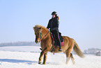 Icelandic horse