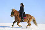 Icelandic horse