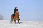 Icelandic horse