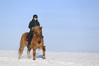 Icelandic horse