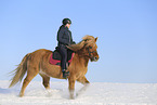 Icelandic horse