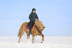 Icelandic horse