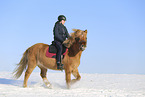 Icelandic horse