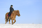 Icelandic horse