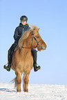 Icelandic horse