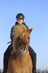 Icelandic horse