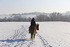 Icelandic horse