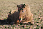 Icelandic horse