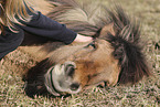 Icelandic horse