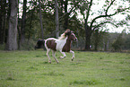 Icelandic Horse