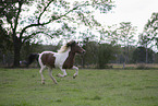 Icelandic Horse