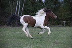 Icelandic Horse