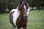 Icelandic Horse