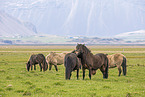 Icelandic horses