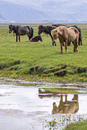 Icelandic horses