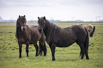 Icelandic horses