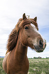 Icelandic horse