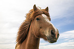 Icelandic horse