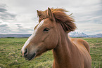 Icelandic horse