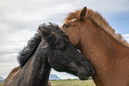 Icelandic horses