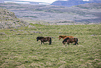 Icelandic horses