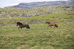 Icelandic horses