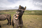 Icelandic horses