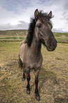 Icelandic horse