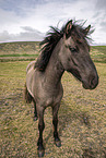 Icelandic horse